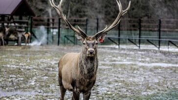 Białowieża jesienny weekend podróże wyjazdy