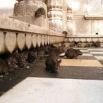 Świątynia Szczurów Indie szczury