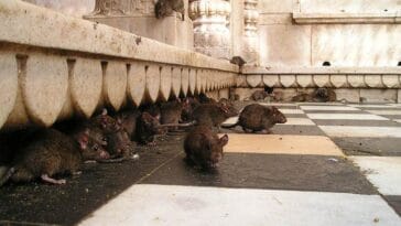 Świątynia Szczurów Indie szczury