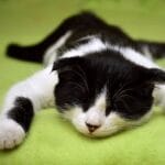 sny ciekawostki spanie marzenia senne sen