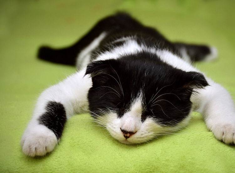 sny ciekawostki spanie marzenia senne sen