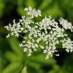 barszcz sosnowskiego ciekawostki informacje