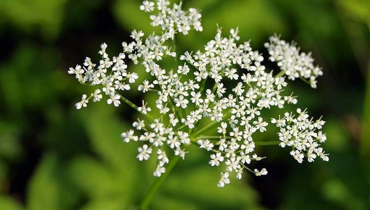 barszcz sosnowskiego ciekawostki informacje