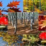 ciekawostki przyrodnicze przyroda