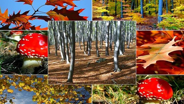 ciekawostki przyrodnicze przyroda