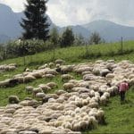 wypas owiec dzielnice miasta Zakopane Giewont owce niezapomniane wakacje