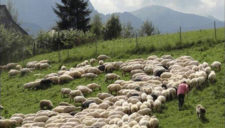 wypas owiec dzielnice miasta Zakopane Giewont owce niezapomniane wakacje