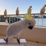 australijskie papugi hotel kurort