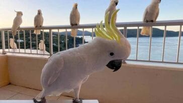 australijskie papugi hotel kurort