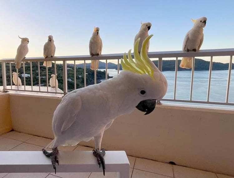 australijskie papugi hotel kurort