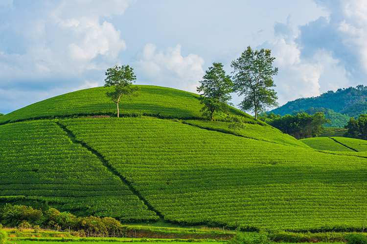 plantacja herbaty herbaciane pola herbata