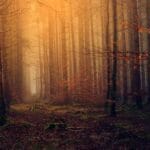 książki o lesie ciekawostki książka las