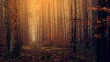 książki o lesie ciekawostki książka las