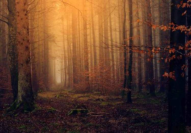 książki o lesie ciekawostki książka las