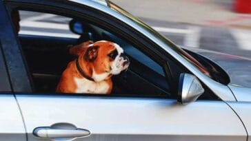 podróżowanie z psem ciekawostki paszport dla psa