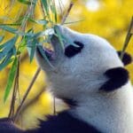 panda ogrody zoologiczne ciekawostki historia