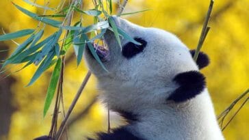 panda ogrody zoologiczne ciekawostki historia