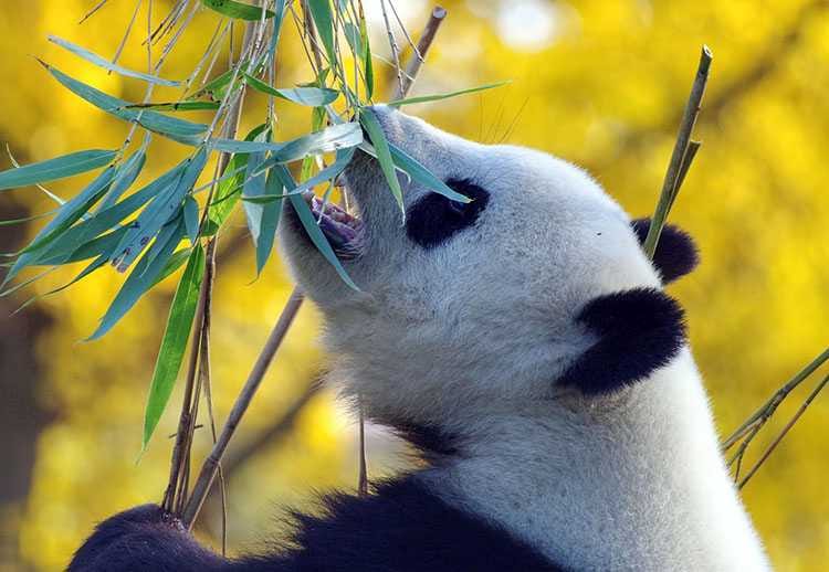 panda ogrody zoologiczne ciekawostki historia