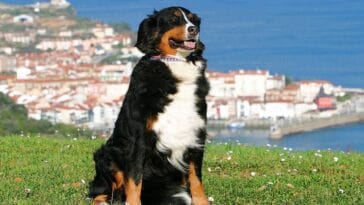 Dalmacja Chorwacja wakacje w Dalmacji z psem