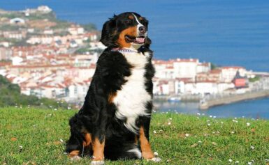 Wakacje w Dalmacji z psem – co warto wiedzieć?