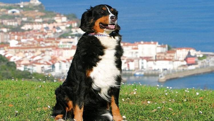 Dalmacja Chorwacja wakacje w Dalmacji z psem