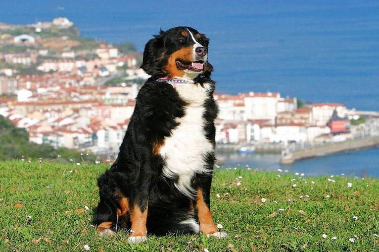 Wakacje w Dalmacji z psem – co warto wiedzieć?
