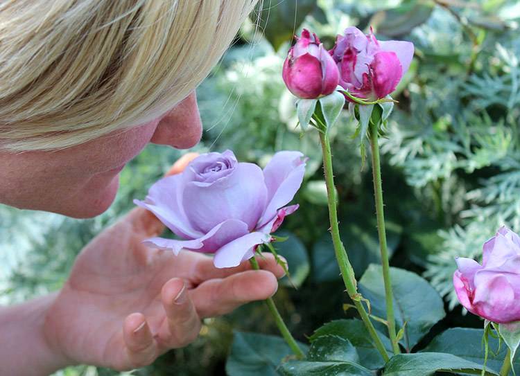 róża wąchanie zmysł węchu ciekawostki zapach perfumy