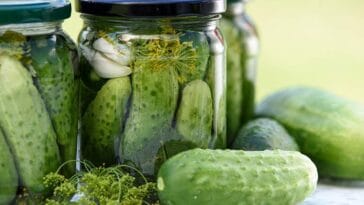 historia kiszenia ogórków ogórki kiszone ciekawostki kiszenie ogórek