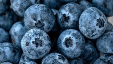 jagody ciekawostki o jagodach owoce leśne zbieranie jagód