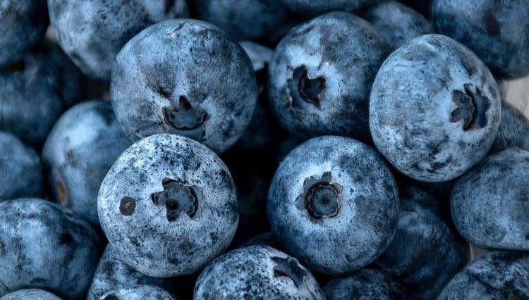 jagody ciekawostki o jagodach owoce leśne zbieranie jagód