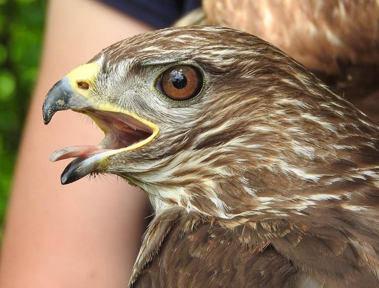 myszołów zwierzęta ciekawostki o zwierzętach
