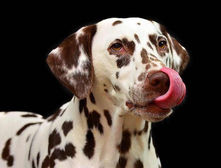 pies dalmatyńczyk zwierzęta ciekawostki o zwierzętach