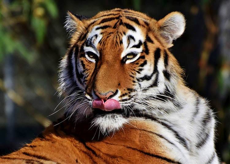 tygrys ciekawostki o zwierzętach