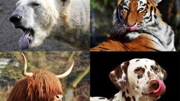 zwierzęta ciekawostki o zwierzętach