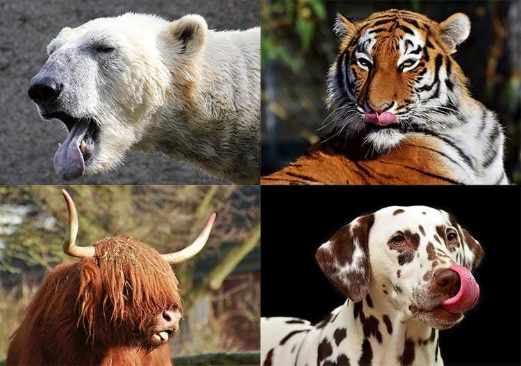 zwierzęta ciekawostki o zwierzętach