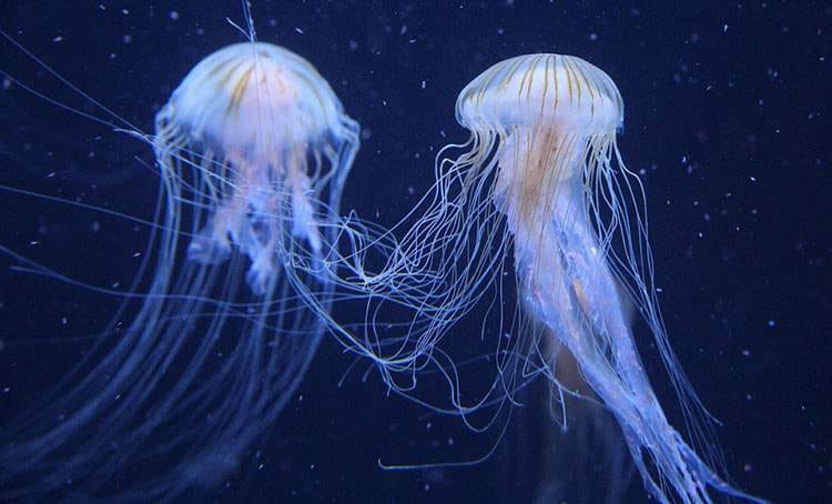 ciekawostki przyrodnicze