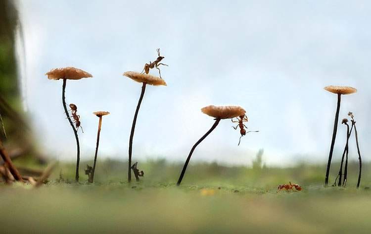 ciekawostki przyrodnicze