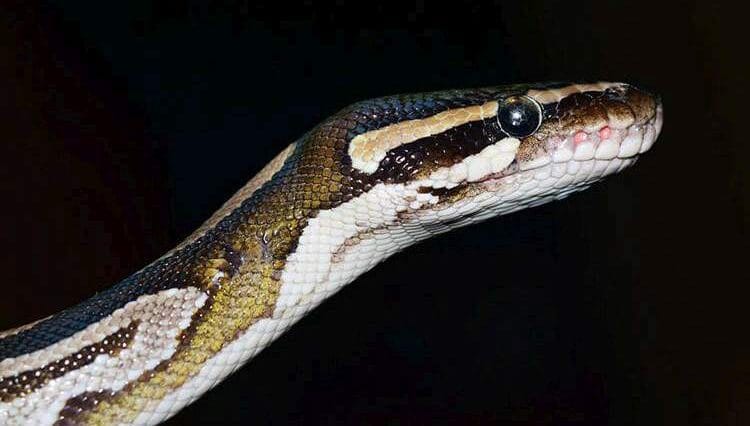 wąż sen o wężu sennik węże żmija