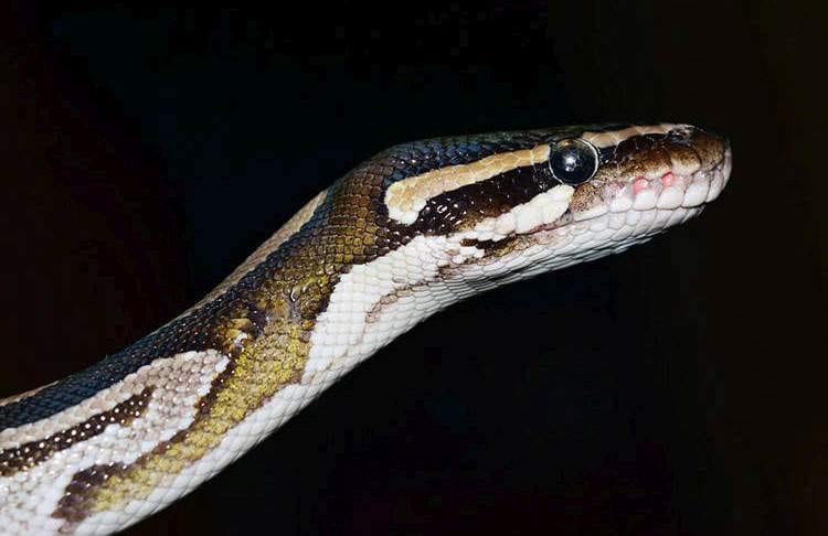 wąż sen o wężu sennik węże żmija