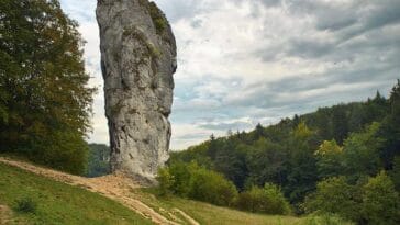 Maczuga Herkulesa ciekawostki Sołuszowa małopolskie drzewa